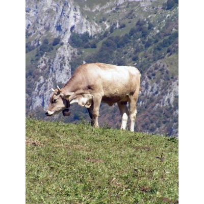 Immagine sulla tradizione