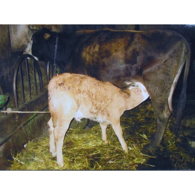 Immagine sulla tradizione