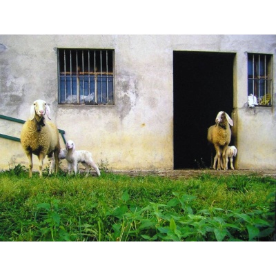 Immagine sulla tradizione